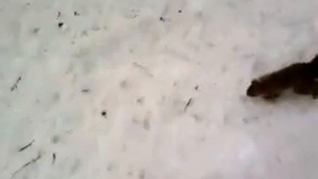 Кормление белок зимой.