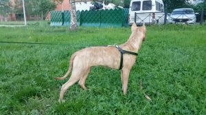 Порода Прайтер!