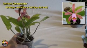 QUICK UNBOXING of NEW ORCHIDS from MSB ORCHIDEEN in Germany   04/08/2021