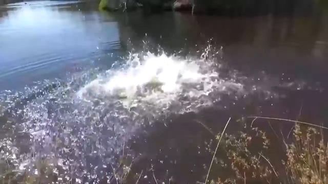 Как приручить дикое животное смотреть онлайн