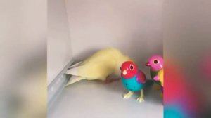 САМЫЕ УМНЫЕ СМЕШНЫЕ ПОПУГАИ#2
