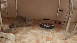 робот пылесос Polaris PVCR 0735 IQ Home и кошка)))