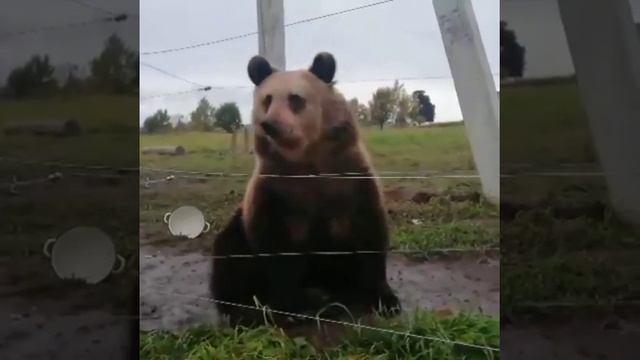 Медвежонок Вася. Bear Vasya Когда мишка впадает в спячку?