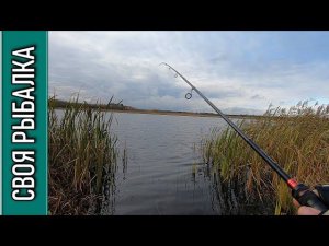 Ловля щуки с берега на силикон осенью