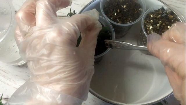 🌿🤔 Провожу эксперимент: укоренение черенков мирта осенью 🤔Результаты и выводы