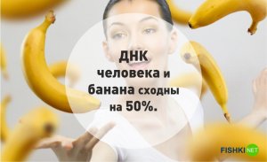 ДНК человека и банана сходны на 50% - Невероятные факты о бананах.