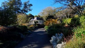 Ботанический сад Сиднея. Сколько стоят собаки в Австралии