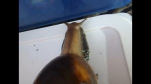 Улитка Ахатина Фулика Стандарт и Улитка Ахатина Ретикулят Стандарт