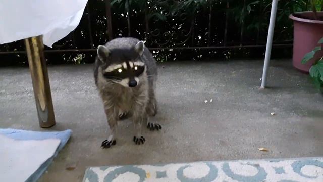 Почётный караул. От Дуни не скроешся. смотреть онлайн