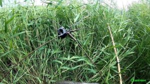 Ловля сазанов на ПАУК ПОДЪЁМНИК в закоряженном ручье, угадал на ход рыбы. Рыбалка 2021.