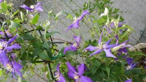 鐵線蓮.狂想曲 Clematis 'Rhapsody' (Fretwell)