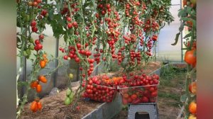 Хотите продлить урожай томатов? | Мои томаты - жаркое лето 2021