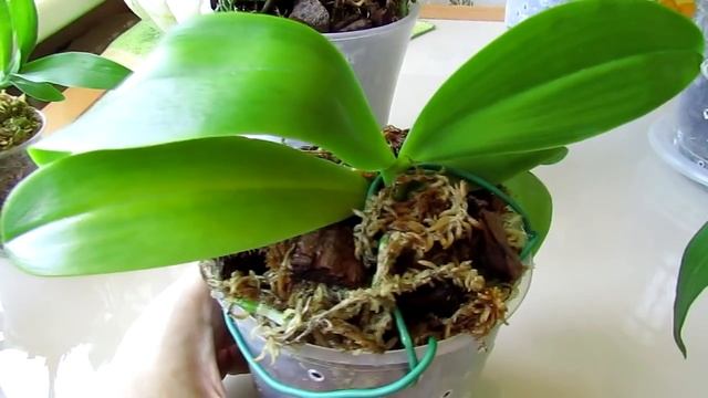 Мои орхочки "вспомнили" о листьях))) Молодцы!!!) смотреть онлайн