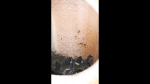 Синицы: чем питаются. Сколько насекомых уничтожает синица за день? Tit: what the bird eats.