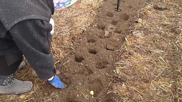 (44)Интересный способ посадки картофеля.