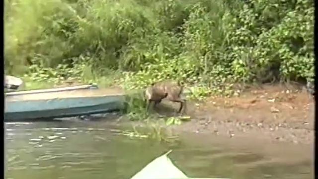 Прикол. Собака пытается утащить байдарку. смотреть онлайн