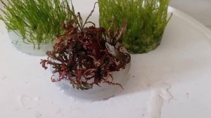 Посадка меристемных растений в аквариум.