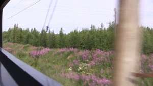 Сосновец - Беломорск - о.п. Заливы (Октябрьская ж\д, РЖД)