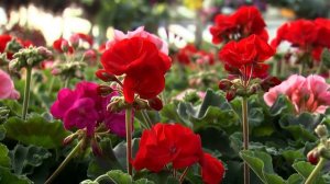 Zonal Geraniums, Southern Gardening TV, March 30, 2014