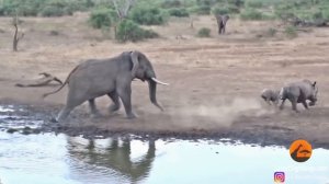 Elephant Tramples Rhino & Baby!