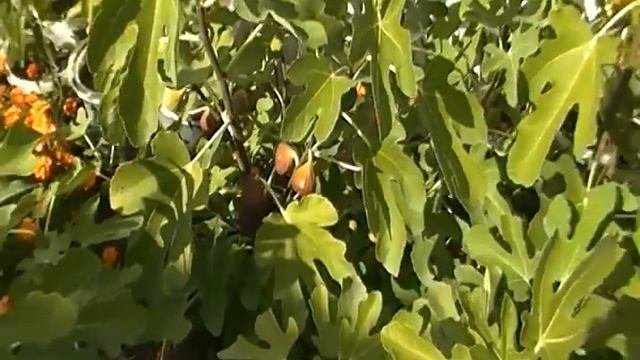 Инжир (fig Tree) г.Шебекино Белгородская область Россия