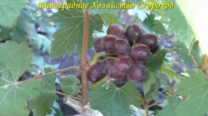 Виноград 2022. Огни Днепра - мускат, сигналка на прививке