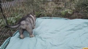 зонарно серый щенок ВЕО