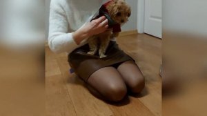 Свитер для мальтипу Никки обзор