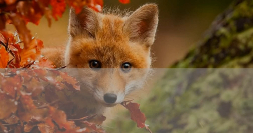 Караоке Gayazov$ Brother$ - Кредо смотреть онлайн