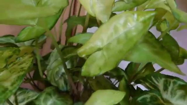 SYNGONIUM PODOPHYLLUM | AFRICAN EVERGREEN |  ARROWHEAD INDOORS  PLANT