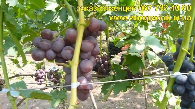 Ультраранние сорта винограда
