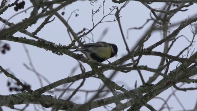 Синичкин день.  Степанова Н.Л. смотреть онлайн