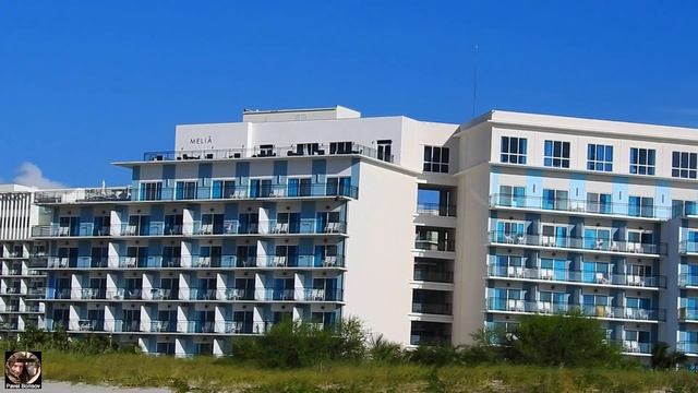 Гриф-индейка в полете. Куба 09-2023 #наблюдениезаптицами #грифиндейка #birdwatching #turkeyvulture
