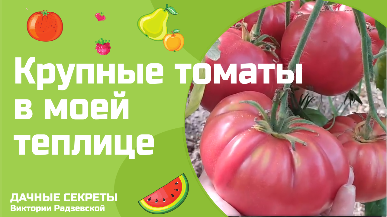 Крупные томаты в теплице. Обзор вкуснейших и урожайных помидоров.