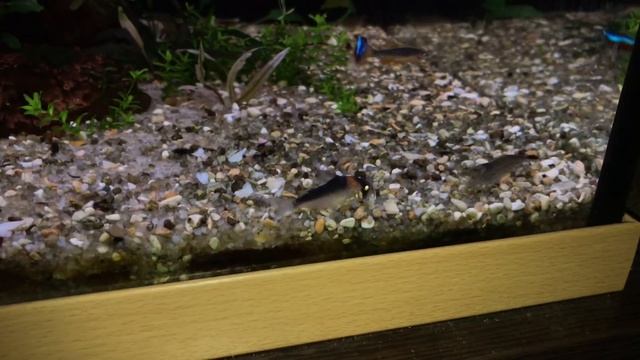 НОВЫЕ РЫБЫ С ПТИЧКИ! Распаковка, заселение в аквариум, небольшой обзорчик новых жителей острова смотреть онлайн