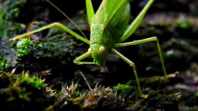 macro test video - sony dsc- h2 смотреть онлайн