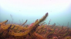 Снова удалось невозможное, снял хариуса на Байкале