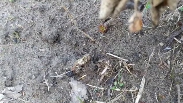 Всходы чеснока посаженного двумя способами. Головками и зубчиком.