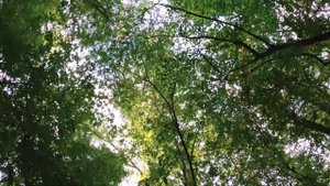 Пахне чабор (верш - Пятрусь Броўка, музыка - Sample)