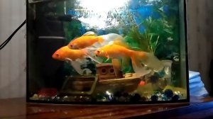 Аквариумные рыбки Каметы 20.02.2018год.