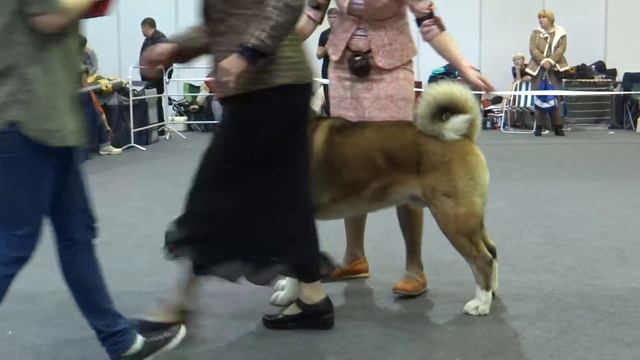 Кобель промежуток,6.11.16 смотреть онлайн