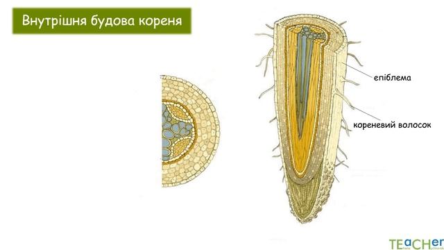 Корінь. Будова кореня. Мінеральне живлення смотреть онлайн