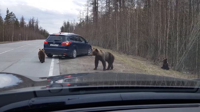Мишки, поселок Лыхма 2018 смотреть онлайн