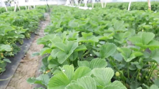 Клубника сорта румба на 15. 04. 2019г смотреть онлайн