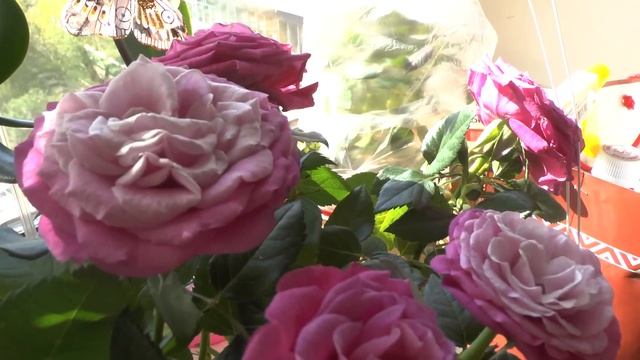 Роза. Комнатные розы Микс Патио, роза Кордана смотреть онлайн