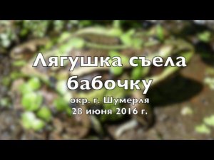 Лягушка съела бабочку 28 июня 2016