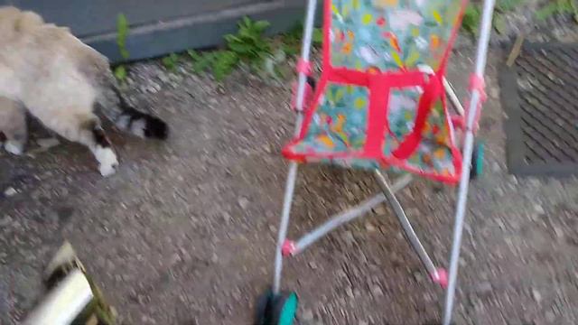 Груминг кошки в домашних условиях. смотреть онлайн