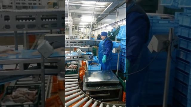 Фасовка филе курицы смотреть онлайн