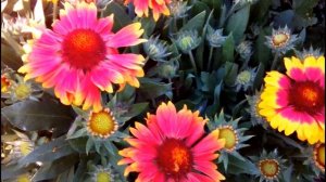 РУДБЕКИЯ ТОТО