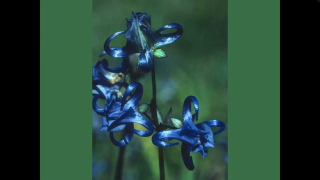 Three seasons in Shangri-La: Summer into Autumn смотреть онлайн